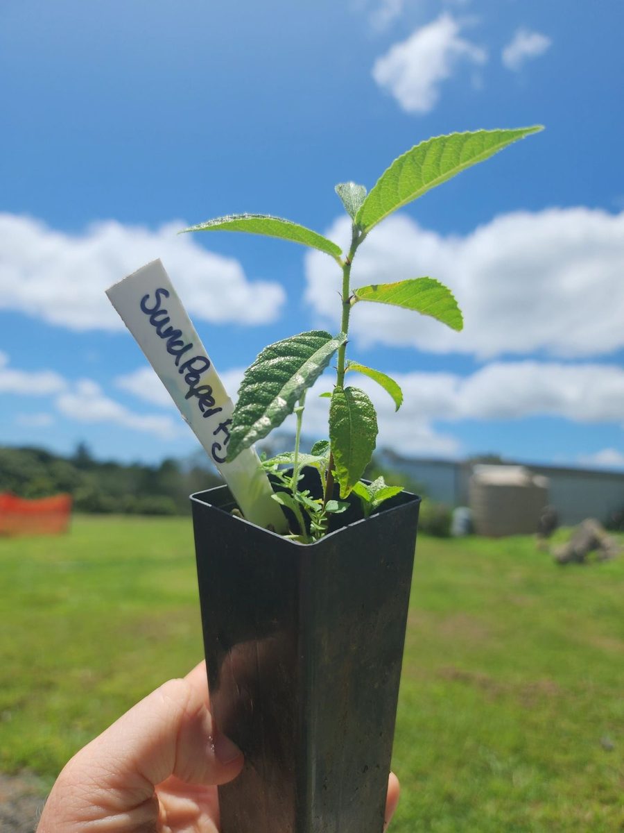 Sandpaper fig seedling grown at Namabunda Nursery